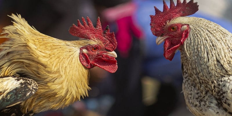 Đá Gà Campuchia - Sảnh Chơi Cá Cược Uy Tín Và Hấp Dẫn  2 Hình thức đá gà này mang lại nguồn lợi nhuận cho lớn cho quốc gia Campuchia